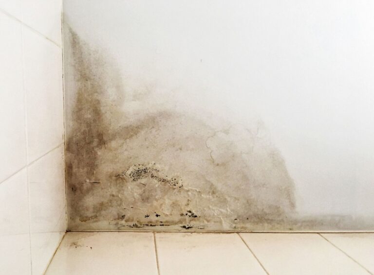 What to Expect From Mold Remediation Services